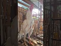 Morning call, ayam berkokok || Rooster crowing. #rooster #ayam #aseelmurga