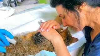 ЛИЗА ЗАБОЛЕЛА❗❗❗ЧТО СЛУЧИЛОСЬ??? ПРОГНОЗЫ ВРАЧЕЙ❗❗❗