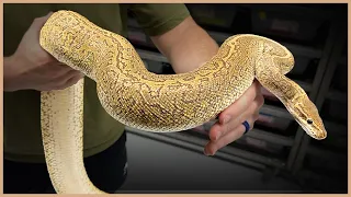 These Adult Ball Pythons Look AMAZING With Age