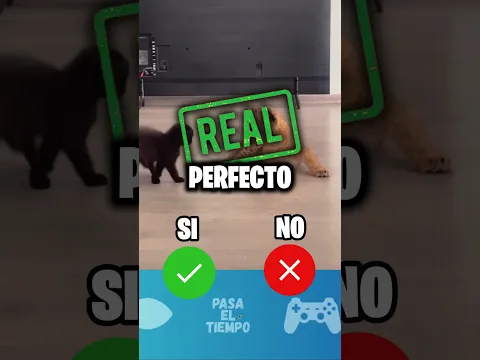 Ya No Pueden Saber Si Es Real o Es I Artificial