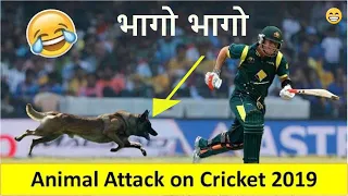 top ten animals attack in cricket history 