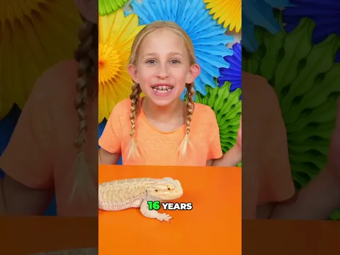 Meet My Dino-Like Pet! (Bearded Dragon) #shorts