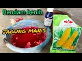 Download Lagu Cara perendaman/perlakuan benih jagung manis sebelum tanam