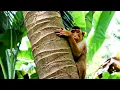 HOW TO TEACH MONKEYS TO PICK COCONUTS