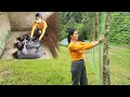 Download Lagu Fencing the surrounding nets to herd chickens up the hill, destroying all infected pigs
