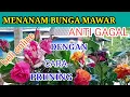 Download Lagu cara menanam bunga mawar beli online - cara menanam bunga mawar di daerah panas