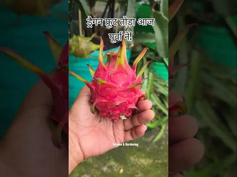 ड्रैगन फ्रूट तोड़ा आज पूर्वा ने! Dragon fruit Harvesting #gardening #Harvesting #dragonfruit #shorts