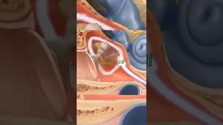 التهاب الاذن الوسطى علاج طبي اسباب ترند اسعافات اولية تخدير عملية  التهاب الاذن الوسطى علاج طبي اسباب ترند اسعافات اولية تخدير عملية