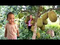 Download Lagu Single Mom - Pick Jackfruit to Sell at The Market, Weed the Vegetable Garden. Single mom Daily Life