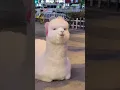 Download Lagu Cute Llama Alpaca can Attack Human | Hilairous | Funniest Animals Videos | #Shorts #2