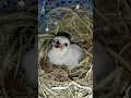 Download Lagu perawatan anakan burung alap alap brown ghoshawk usia 11 hari #shorts #alapalap #falcon