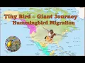 Tiny Bird - Giant Journey Hummingbird Migration