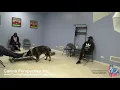 Sykes GSD s Increased Anxiety After Moving To Busy South Loop From Suburb Correcting Anxiety