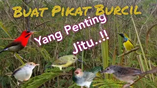 suara pikat burcil kebun paling jitu