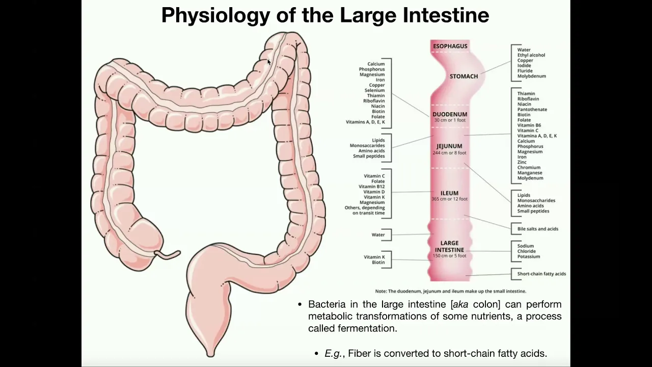 Anatomy and Physiology of the Large Intestine [Colon]