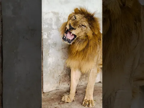 Angry lion 😡😱 #wildliferescue #animals #largecats #tigerspotted #lionnation #lion #wildlife 😱