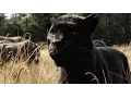 Video di Il Libro della Giungla - Teaser Trailer Italiano Ufficiale | HD