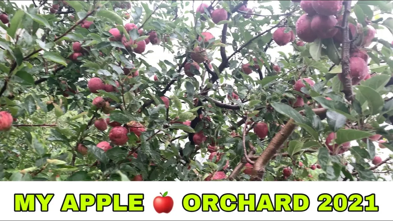 Sevou ka raza Himachal Pradesh Apple 🍎 2021| My Orchard Royal Apple Bagichon Ke Seb | Flying Dream
