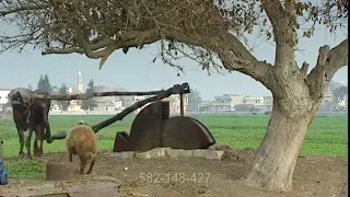 الطنبوشه أو الساقيه أيام زماااان 