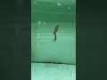 Download Lagu https://vt.tiktok.com/ZSDtSGnTn/ #cabaymau #channa #aquarium #caloc #guppy #caloccanh #koi #fish
