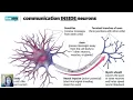 AP Psychology - Neurons Neurotransmitters