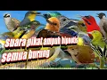 suara pikat ampuh hipnotis semua burung || pikat semua jenis burung besar dan kecil