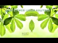 ФІОЛЕТ – Каштани (single 2015)