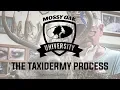 The Taxidermy Process