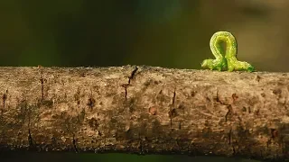 The Inchworm