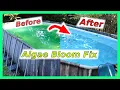 Pool Algae Bloom Fix
