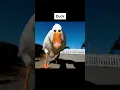 Download Lagu If Animals Eyes Were In The Front 👀 #shorts