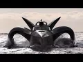 Download Lagu Earthrace becomes Ady Gil to Stop Japanese Whaling
