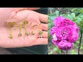 Try growing roses How to grow roses from seeds