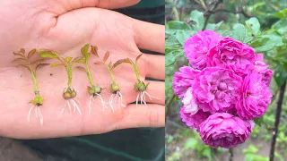 Try growing roses How to grow roses from seeds