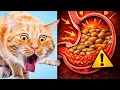 Stop Your Cat s Vomiting The Simple Fix Most Vets Miss
