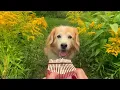 Here Comes The Sun on a Kalimba