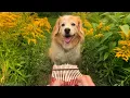 Download Lagu Here Comes The Sun on a Kalimba