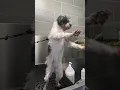Millie Pomapoo groom