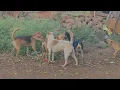 Street dogs showing dominance during meeting season