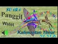 Download Lagu Suara panggil walet kalimantan timur susuk