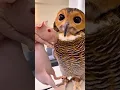 Burunghantu berteman dengan Babi?!π±π¨ #funnyvideo #cute #owl #animals #funny #pets #cat