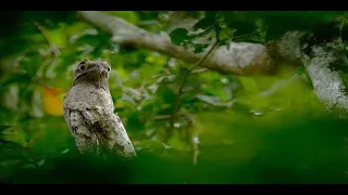 طائر البوتو ومعلومات عنه وانواعه دندنها