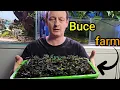 Download Lagu Emersed Bucephalandra FARM. P2 THE struggle and THE reward.