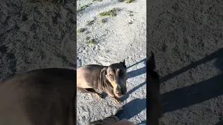 She’s insane .. #fyp #dream #youtube #doberman #pets