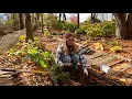 Fall Planting in my Shade Garden! Fern, Pulmonaria, Hosta, and Brunnera!