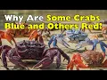 Why Do Crabs Come in So Many Colors