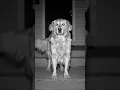 Download Lagu dog cctv stayell ❤️❤️ #subscribe #wildlife #1fox #viralvideo #owl #foxcaptureplan #cute