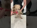 4 Months old Poodle first haircut