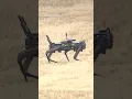 Four-legged robots take part in Japanese military drill