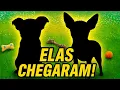 Download Lagu DUAS NOVAS IRMÃS? FINALMENTE O DIA DO ENCONTRO!